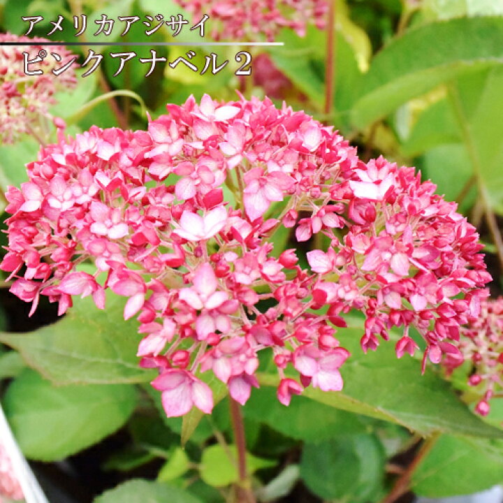 楽天市場 ガーデンアジサイ ピンクアナベル2 3 5号ポット苗イングリッシュガーデン 庭木 あじさいアナベル ピンク 花みどりマーケット 楽天市場店 楽天市場 ガーデンアジサイ ピンクアナベル2 3 5号ポット苗イングリッシュガーデン 庭木 あじさいアナベル ピンク 花みどりマーケット 楽天市場店