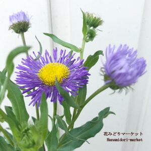 yPi / 3Zbg zGQ AY[tFA[ 3|bgch ԕc N CObVK[f