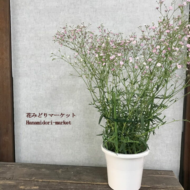 楽天市場 宿根カスミ草 八重咲き ピンク かすみ草 5号鉢 開花株 イングリッシュガーデン 切り花 宿根草 花みどりマーケット 楽天市場店