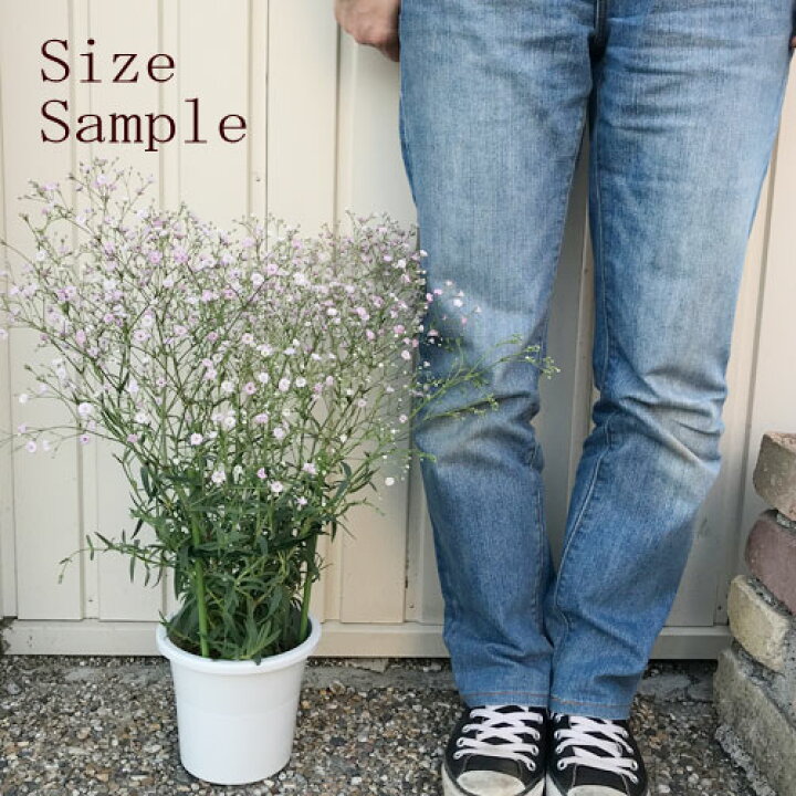 楽天市場 宿根カスミ草 八重咲き ピンク かすみ草 5号鉢 開花株 イングリッシュガーデン 切り花 宿根草 花みどりマーケット 楽天市場店 楽天市場 宿根カスミ草 八重咲き ピンク かすみ草 5号鉢 開花株 イングリッシュガーデン 切り花 宿根草 花みどりマーケット 楽天市場店