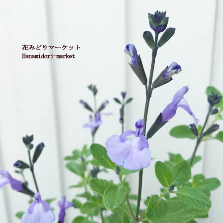 楽天市場 宿根サルビア チェリーセージ ソークール ペールブルー パールブルー 3 3 5号ポット苗イングリッシュガーデン 宿根草 香り ハーブ苗 サルビア 花みどりマーケット 楽天市場店