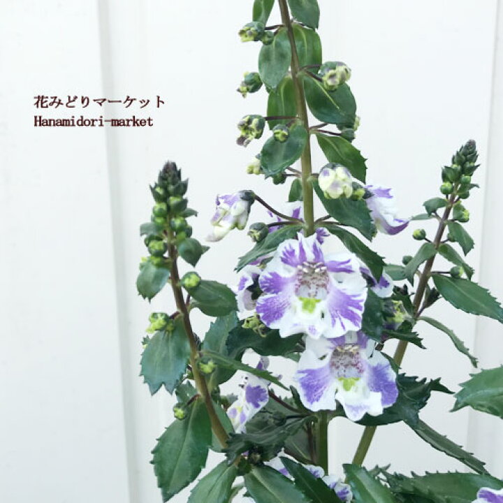 楽天市場 アンゲロニア アークエンジェルス ブルーバイカラー 3 5号ポット苗夏の花 ブルーガーデン 花みどりマーケット 楽天市場店