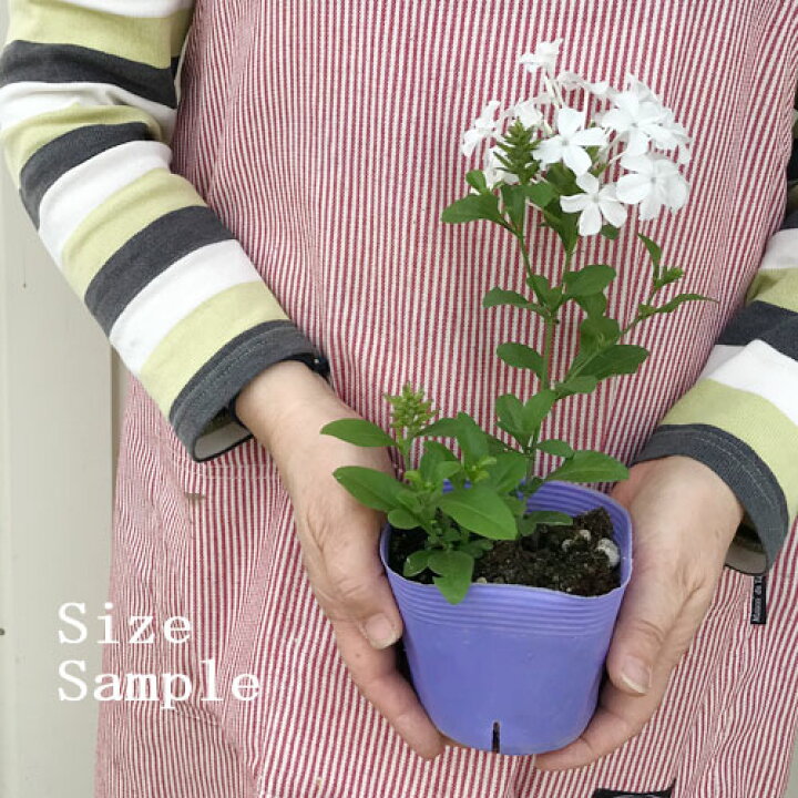 プルンバーゴ ルリマツリ ホワイト レア品種 プルンバーゴ ルリマツリ ホワイト レア品種