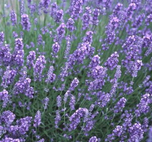 苗 イングリッシュ ラベンダーの人気商品 通販 価格比較 価格 Com