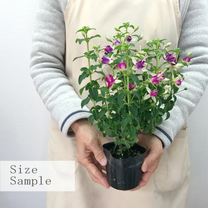 楽天市場 フクシア ホクシャ リンダヒンチクリフ 3 3 5号ポット苗ガーデニング 寄せ植え 花壇 可愛い 珍しい ピンク 花みどりマーケット 楽天市場店 楽天市場 フクシア ホクシャ リンダヒンチクリフ 3 3 5号ポット苗ガーデニング 寄せ植え 花壇 可愛い 珍しい ピンク 花みどりマーケット 楽天市場店
