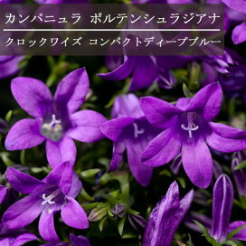 楽天市場 宿根草 多年草 50音順分類 宿根草 多年草 か行 カンパニュラ 花みどりマーケット 楽天市場店 楽天市場 宿根草 多年草 50音順分類 宿根草 多年草 か行 カンパニュラ 花みどりマーケット 楽天市場店
