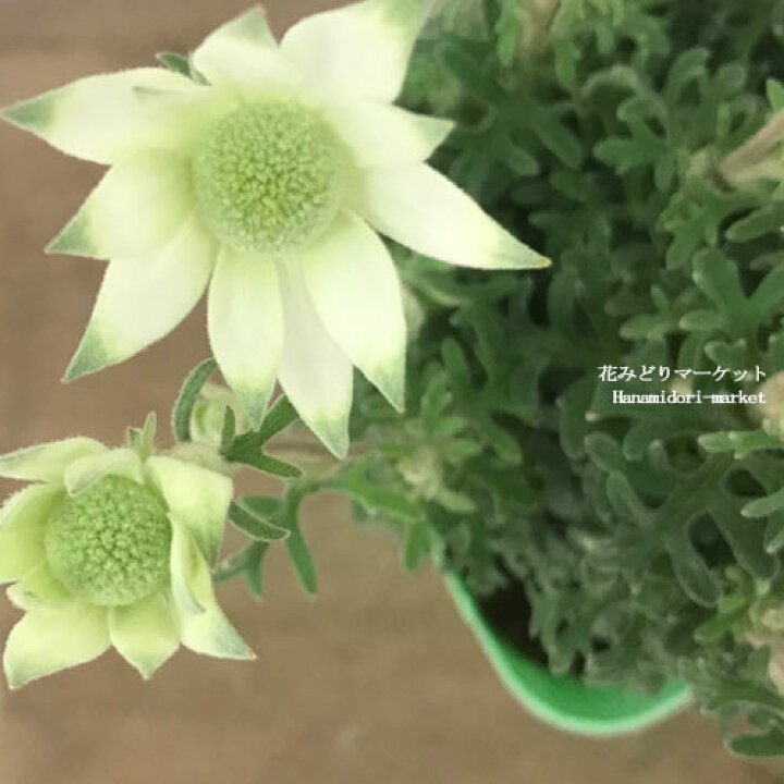 楽天市場 フランネルフラワー 天使のウィンク3 5号ポット苗鉢花 寄せ植え 花苗 多年草 花みどりマーケット 楽天市場店