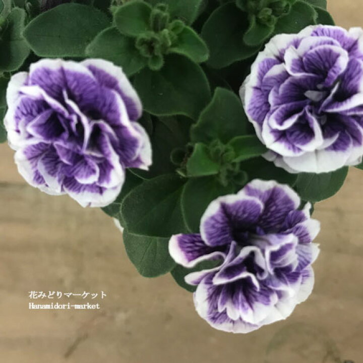 楽天市場 八重咲きペチュニア トパーズブルー 3 5号ポット苗ペチュニア 花苗 春 夏 珍しい パープル 花みどりマーケット 楽天市場店