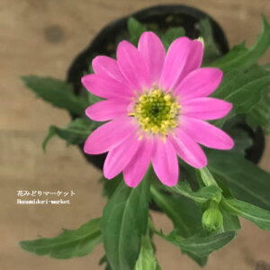 sY ~RX  sN 3|bgcCObVK[f a h@ԕc N