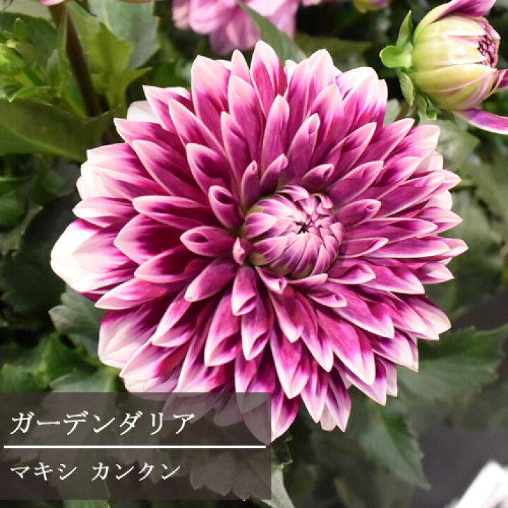 楽天市場 ダリア マキシカンクン 4号鉢ガーデンダリア 大輪 花苗 苗 鉢花 球根 寄せ植え 花壇 2色咲き バイカラー 暑さに強い 寒さに強い 花みどりマーケット 楽天市場店
