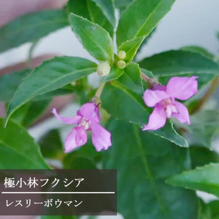 楽天市場 フクシア ホクシア レスリーボウマン 3 3 5号ポット苗花苗 苗 鉢花 寄せ植え 珍しい 花みどりマーケット 楽天市場店