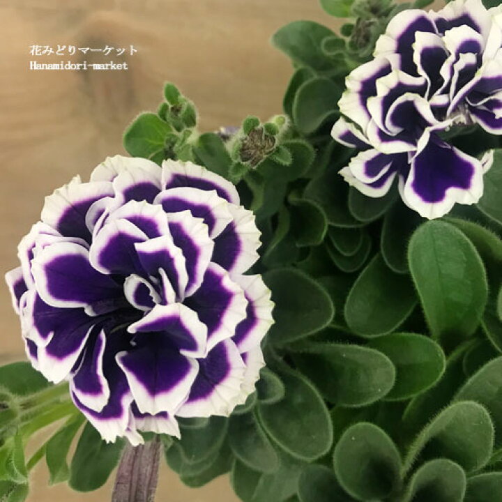 楽天市場 八重咲きペチュニアペチュニア 花衣 藍染 3 5号ポット苗ガーデニング 寄せ植え 花苗 苗 春 八重 鉢花 花壇 花みどりマーケット 楽天市場店