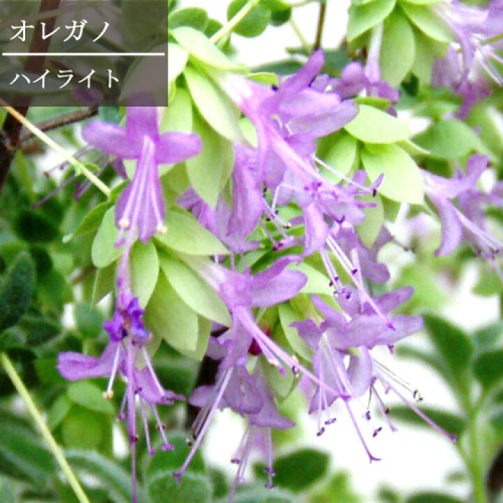 楽天市場 オレガノ ハイライト 3号ポット苗花苗 花オレガノ ハーブ苗 多年草 宿根草 香り 耐寒性 耐暑性 ハーブ 花みどりマーケット 楽天市場店