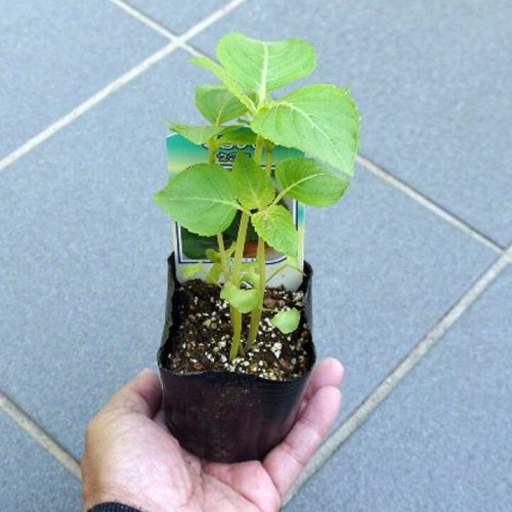 楽天市場 2個セット エゴマ 荏胡麻 3号ポット苗 2ポットセット健康野菜 ベランダ菜園 花みどりマーケット 楽天市場店