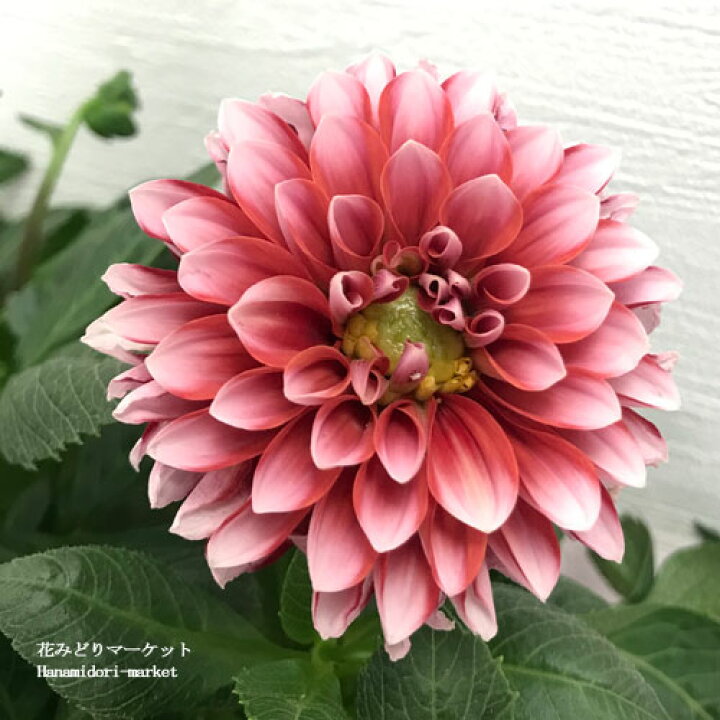 楽天市場 ダリア マキシタンピコ 4号鉢ガーデンダリア 大輪 花苗 苗 鉢花 球根 寄せ植え 花壇 2色咲き バイカラー 暑さに強い 寒さに強い 花みどりマーケット 楽天市場店