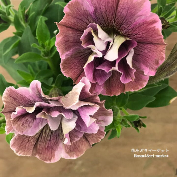 198円 21正規激安 花苗 ペチュニア ジュリエット モダンピンク 3 5号ポット 八重咲き 多年草 おしゃれ