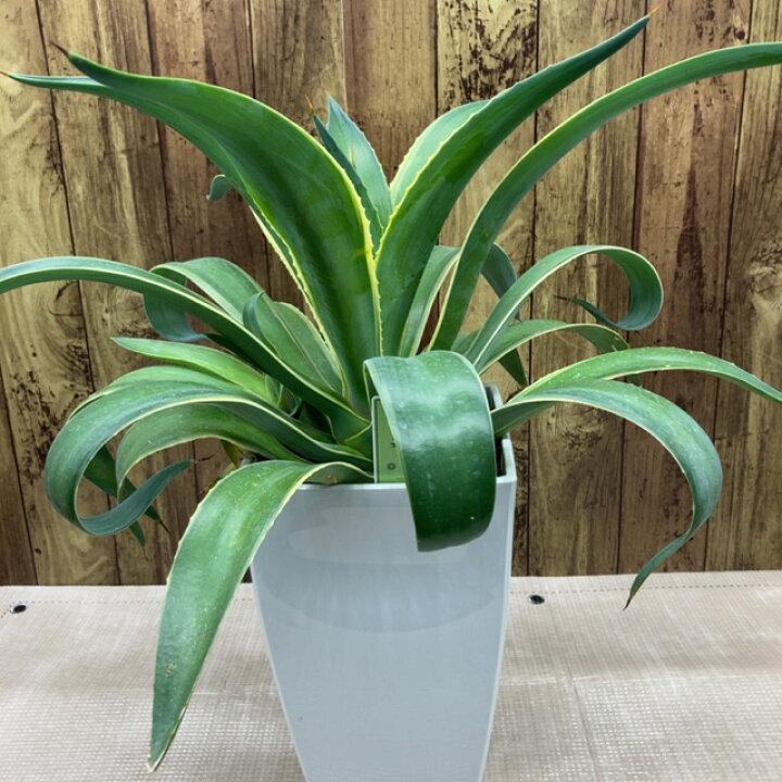 楽天市場 アガベ ベネズエラ 7号ポット苗 インテリアグリーン 多肉植物 観葉植物 花みどりマーケット 楽天市場店 楽天市場 アガベ ベネズエラ 7号ポット苗 インテリアグリーン 多肉植物 観葉植物 花みどりマーケット 楽天市場店