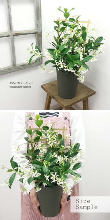 新商品 新型 ワイルドスター ジャスミン 花 5号鉢植え 直径15cm 香る お一人様一個限定 ボルネオソケイ