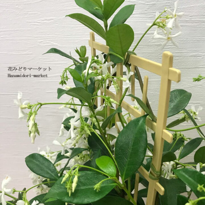 本日の目玉 ワイルドスター ジャスミン 花 5号鉢植え 直径15cm 香る お一人様一個限定 ボルネオソケイ Rmladv Com Br 本日の目玉 ワイルドスター ジャスミン 花 5号鉢植え 直径15cm 香る お一人様一個限定 ボルネオソケイ Rmladv Com Br