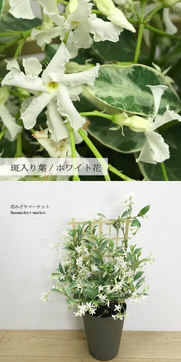 楽天市場 アフリカンジャスミン スタージャスミン 5号鉢ジャスミン 花苗 苗 花木 香り 白 ホワイト 暑さに強い 花みどりマーケット 楽天市場店 楽天市場 アフリカンジャスミン スタージャスミン 5号鉢ジャスミン 花苗 苗 花木 香り 白 ホワイト 暑さに強い 花みどりマーケット 楽天市場店