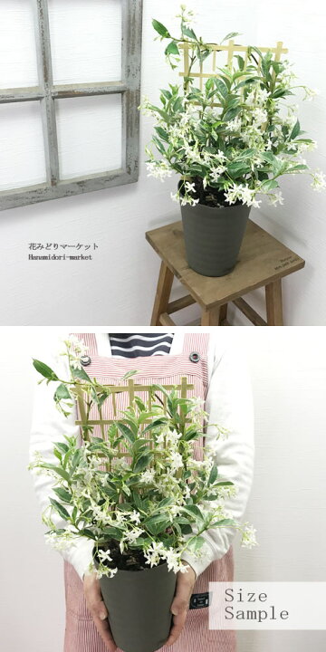 本日の目玉 ワイルドスター ジャスミン 花 5号鉢植え 直径15cm 香る お一人様一個限定 ボルネオソケイ Rmladv Com Br 本日の目玉 ワイルドスター ジャスミン 花 5号鉢植え 直径15cm 香る お一人様一個限定 ボルネオソケイ Rmladv Com Br