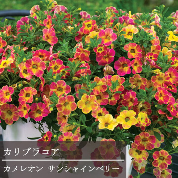 楽天市場 カリブラコア カメレオン サンシャインベリー 3 5号ポット苗花苗 苗 花壇 寄せ植え 鉢花 鉢植え ペチュニア オレンジ イエロー アプリコット 花みどりマーケット 楽天市場店