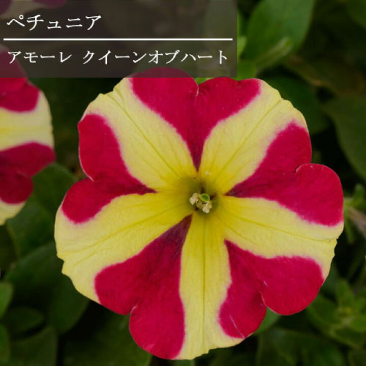楽天市場 ペチュニア アモーレ クイーン オブ ハート 3 5号ポット苗花苗 花の苗 春 ピンク 赤 レッド 白 ホワイト ハルディン 花みどりマーケット 楽天市場店