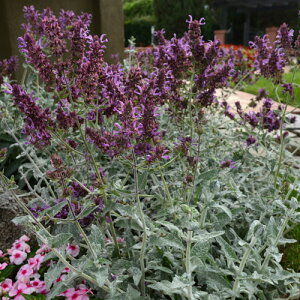 yPi / 3ZbgzhTrA JiGVX Xbg 3|bgcCObVK[f h J[[t TrA Z[W ԕc N