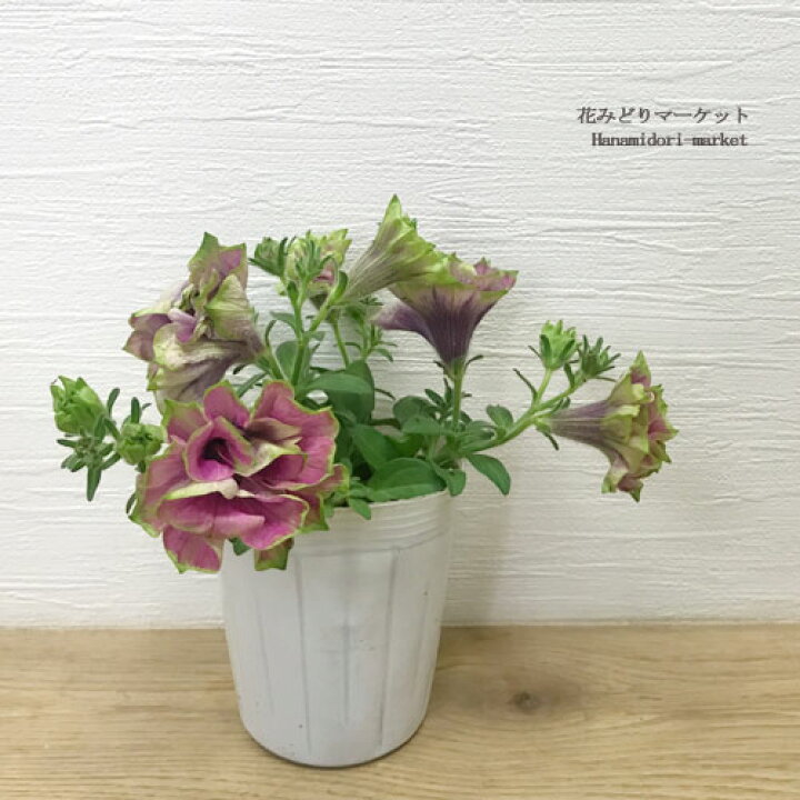 楽天市場 八重咲きペチュニア ビバ ダルシーローズ 3号ポット苗ペチュニア 花苗 苗 春 夏 花壇 寄せ植え グリーン 緑 花みどりマーケット 楽天市場店
