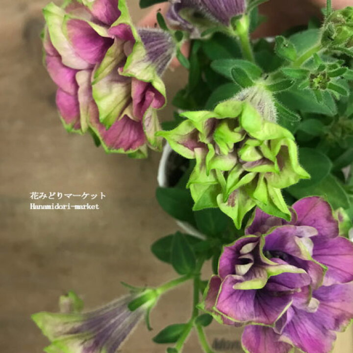 楽天市場 八重咲きペチュニア ビバ ダルシーローズ 3号ポット苗ペチュニア 花苗 苗 春 夏 花壇 寄せ植え グリーン 緑 花みどりマーケット 楽天市場店