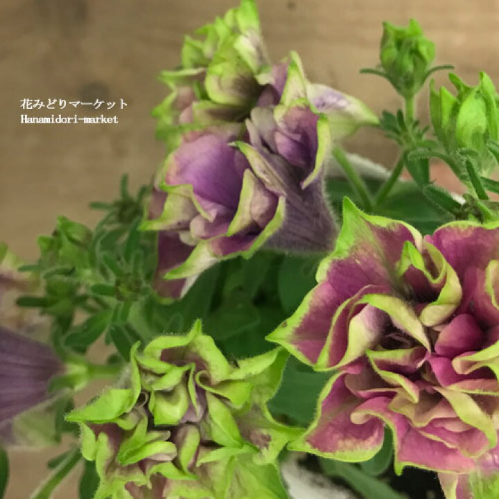 楽天市場 八重咲きペチュニア ビバ ダルシーローズ 3号ポット苗ペチュニア 花苗 苗 春 夏 花壇 寄せ植え グリーン 緑 花みどりマーケット 楽天市場店