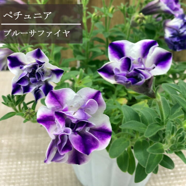 楽天市場 八重咲きペチュニア ブルーサファイヤ 3 5号ポット苗ペチュニア 小輪 花苗 苗 パープル 紫 白 ホワイト 花壇 寄せ植え 花みどりマーケット 楽天市場店