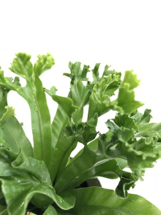 楽天市場 観葉植物 アスプレニウム アンティーカム レズリー ４号プラスチック鉢 非耐寒性 シダ植物 インテリアグリーン 花みどりマーケット 楽天市場店