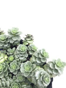 セダム ステファニーゴールド 3号ポット苗多肉植物 インテリアグリーン 花苗 苗 観葉植物