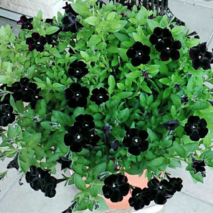 楽天市場 ペチュニア 万葉の美 黒之瀬戸 3 3 5号ポット苗 花みどりマーケット 楽天市場店