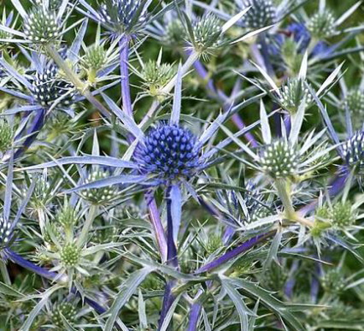 楽天市場 エリンジューム アメシスティナム３ ５号ポット苗花色 青紫エリンジウムイングリッシュガーデン 切り花 ガーデニング 宿根草 ドライガーデン おしゃれ かっこいい 花みどりマーケット 楽天市場店