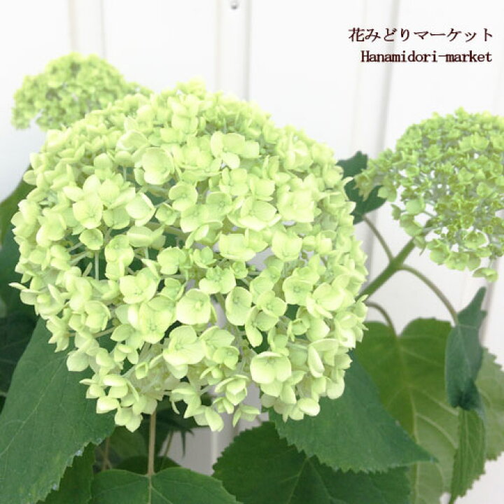 楽天市場 ガーデンアジサイ アナベル 6号ポット 蕾 開花株花木苗 イングリッシュガーデン 花みどりマーケット 楽天市場店 楽天市場 ガーデンアジサイ アナベル 6号ポット 蕾 開花株花木苗 イングリッシュガーデン 花みどりマーケット 楽天市場店