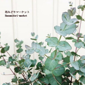 yPi / 3Zbgz[J Oj[ 3.5|bgcJ[[t   ԕc Ԗؕc 񂹐A J[[t I[W[vc