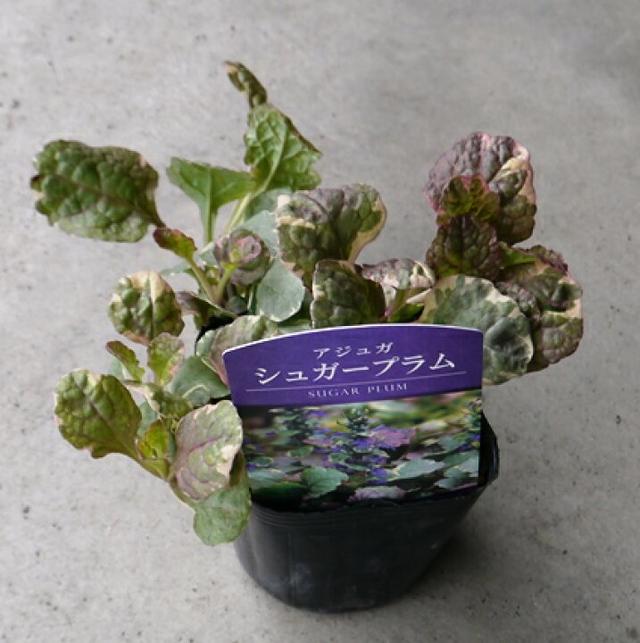 楽天市場 アジュガ シュガープラム 3号ポット苗グランドカバー イングリッシュガーデン カラーリーフ 花みどりマーケット 楽天市場店