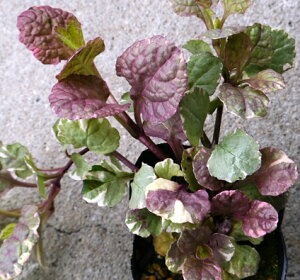 yPi / 3ZbgzAWK VK[v 3|bgcOhJo[ CObVK[f J[[t