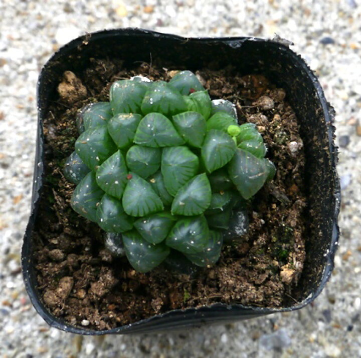 楽天市場 多肉植物 ハオルチア ハオルシア オブツーサ 2 5号ポット苗 花みどりマーケット 楽天市場店
