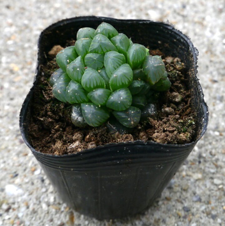 楽天市場 多肉植物 ハオルチア ハオルシア オブツーサ 2 5号ポット苗 花みどりマーケット 楽天市場店