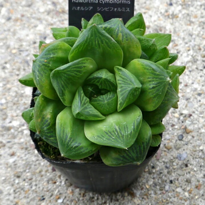 楽天市場 ハオルチア ハオルシア シンビフォルミス 2 5号ポット苗多肉植物 花みどりマーケット 楽天市場店