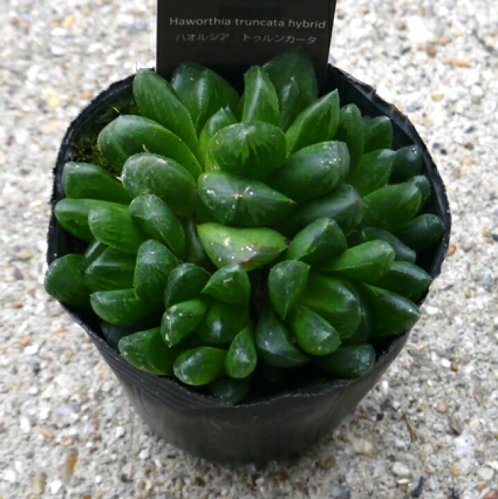 楽天市場 多肉植物 ハオルチア ハオルシア トゥルンカータ 2 5号ポット苗 花みどりマーケット 楽天市場店