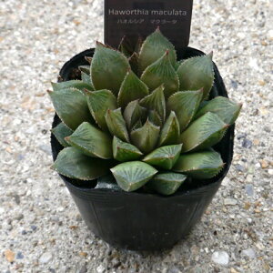 nI`A (nIVA) }N[^ 2.5|bgcA