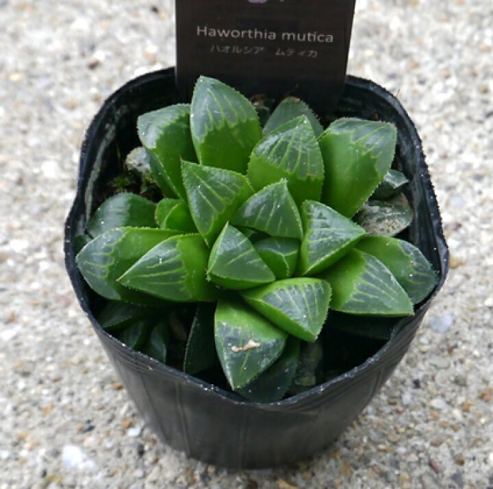 楽天市場 多肉植物 ハオルチア ハオルシア ムティカ 2 5号ポット苗 花みどりマーケット 楽天市場店