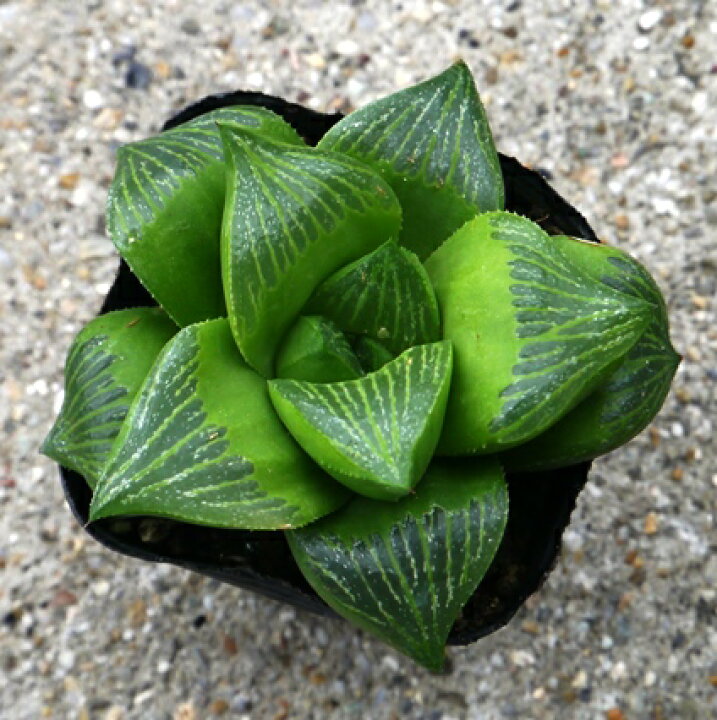 楽天市場 多肉植物 ハオルチア ハオルシア レツーサ 2 5号ポット苗 花みどりマーケット 楽天市場店