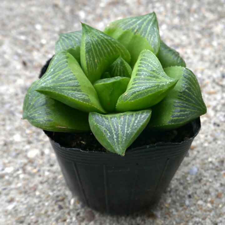 楽天市場 多肉植物 ハオルチア ハオルシア レツーサ 2 5号ポット苗 花みどりマーケット 楽天市場店