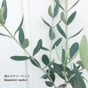 オリーブ バーデル / バーディル / ベルダーレ 3.5号ポット苗観葉植物 インテリアグリーン シンボルツリー カラーリーフ 果樹 花木 庭木 寄せ植え ベランダ 花苗 鉢花 ナチュラルガーデン