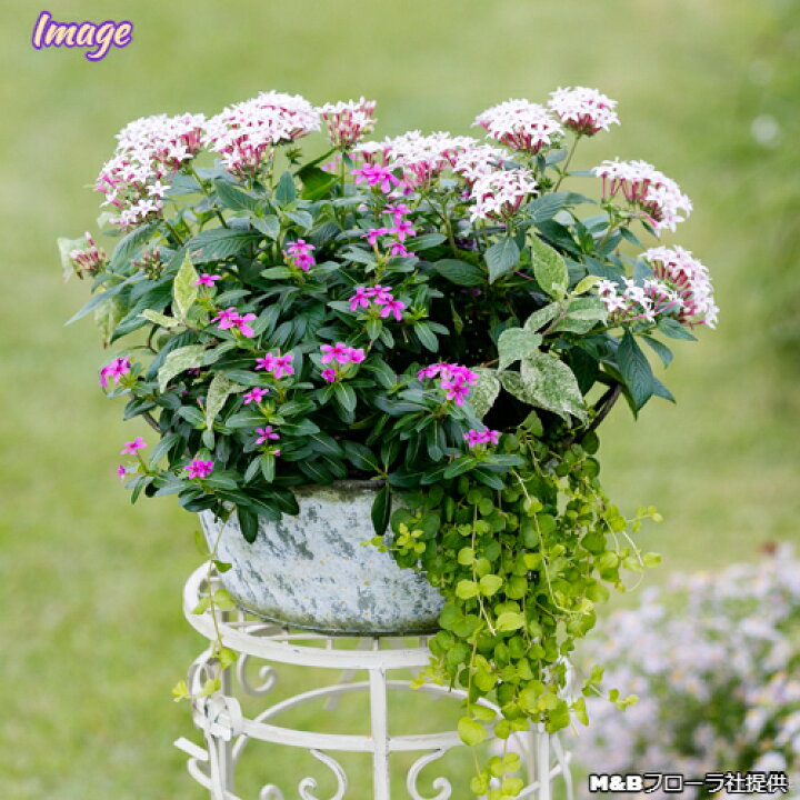 楽天市場 ニチニチソウ 小輪 夏花火 ナツハナビ 3 5号ポット苗日々草 ミニビンカ 花みどりマーケット 楽天市場店